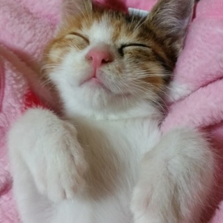 里親募集！三毛猫(女の子)六ヶ月！