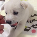 ありがとうございます。里親さん決まりました。