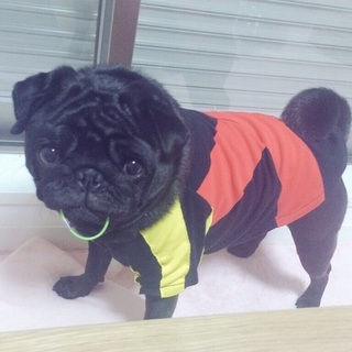 無事里親決まりました！ありがとうございました！