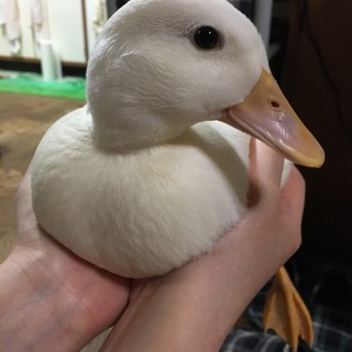 コールダック の幼鳥　生後２ヶ月　