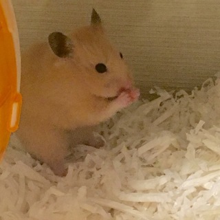 里親様決まりました！