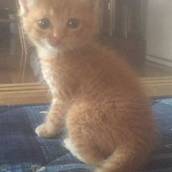 初めての動物病院