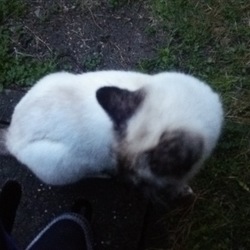 この子との出会い