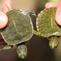 甲長3.5～4センチのミドリガメ
