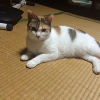 ミケ