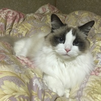 モモ