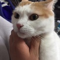 里親が決定しました。ありがとうございました。