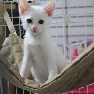 真っ白な女の子「まろりん」はお転婆娘！！