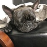 フレ ブル