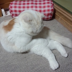 とある日、同時刻の三匹の寝相