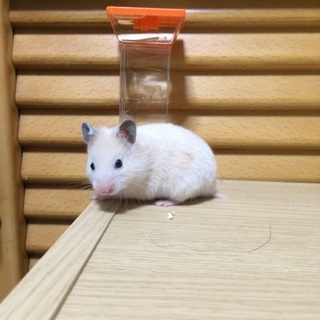 再募集致します‼︎キンクマの子供‼︎