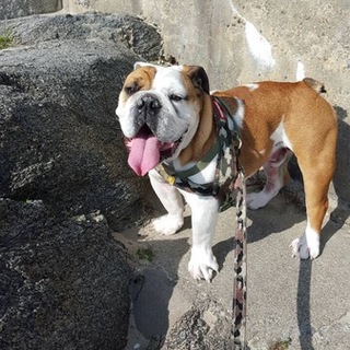 大切に育ててくれる方でお願いします