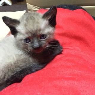 産まれたばかりと思いますが元気な子猫です。
