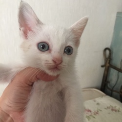 rocoちゃん