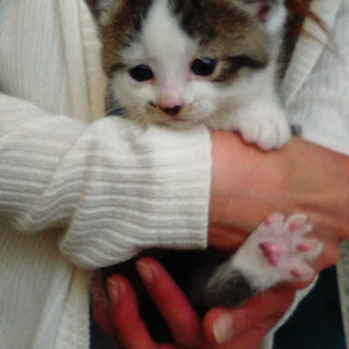 人懐っこいキジ白ちゃん