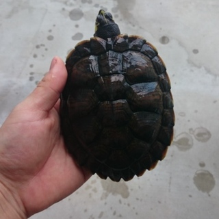 元気なカメちゃん達