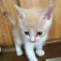 生後3週間程の子猫ちゃん