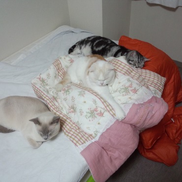 初めての川の字