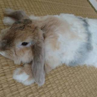 里親募集！ 人懐っこく可愛いライオンロップです。