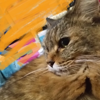 もふもふメインクーンのような雑種の女の子です