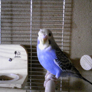 里親様決定しました。皆様ありがとうございました。