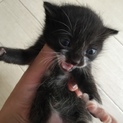 生後２週間の子猫です。