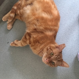 アメショーレッド柄のように綺麗です！！