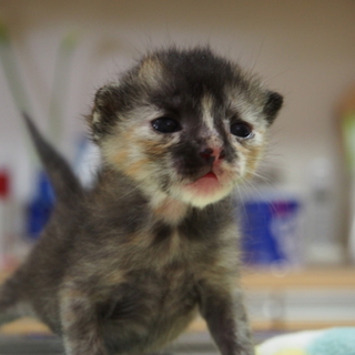 生後2週間　サビ柄メス2匹　里親様募集