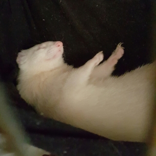 ありがとうございました