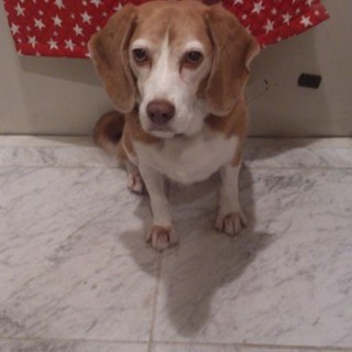 里親募集 東京都 犬の里親募集 ペットのおうち 月間利用者150万人