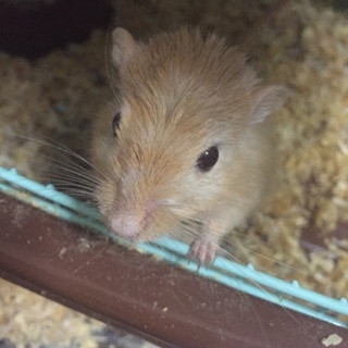 スナネズミ カラージャービル 男の子