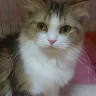 スコF☆めいこ☆♀・半折耳・３歳・長毛・ハンデあり