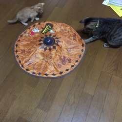 ニャンGETだね（笑）