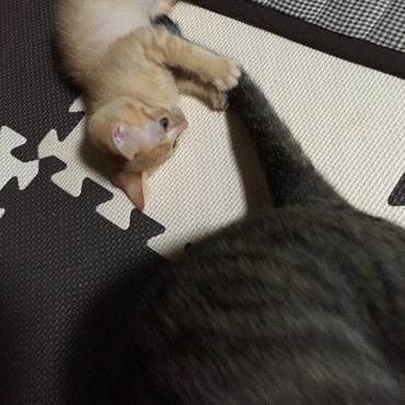 この抱き枕、よく動くんだよな〜