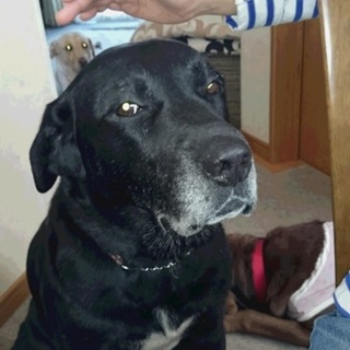 落ち着いたシニアの黒ラブ♂