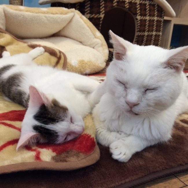 保護猫カフェDearCatのカバー写真