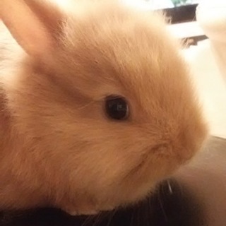 交渉段階（募集一旦停止