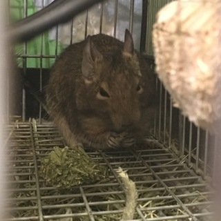 デグー逹優しい家族の仲間になりました！
