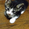 黒猫ちゃんが生んだ猫