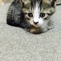 黒猫ちゃんが生んだ猫