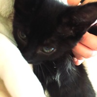Luca