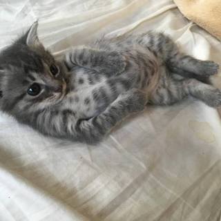 寂しがりで甘えん坊の超美にゃん仔猫♪（サバトラ）