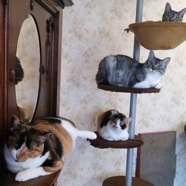 保護猫ラウンジ 猫の館 MEのカバー写真