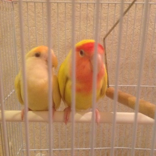 コザクラインコ ペア 里親募集