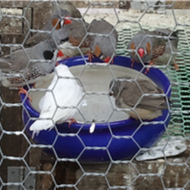 softのカバー写真