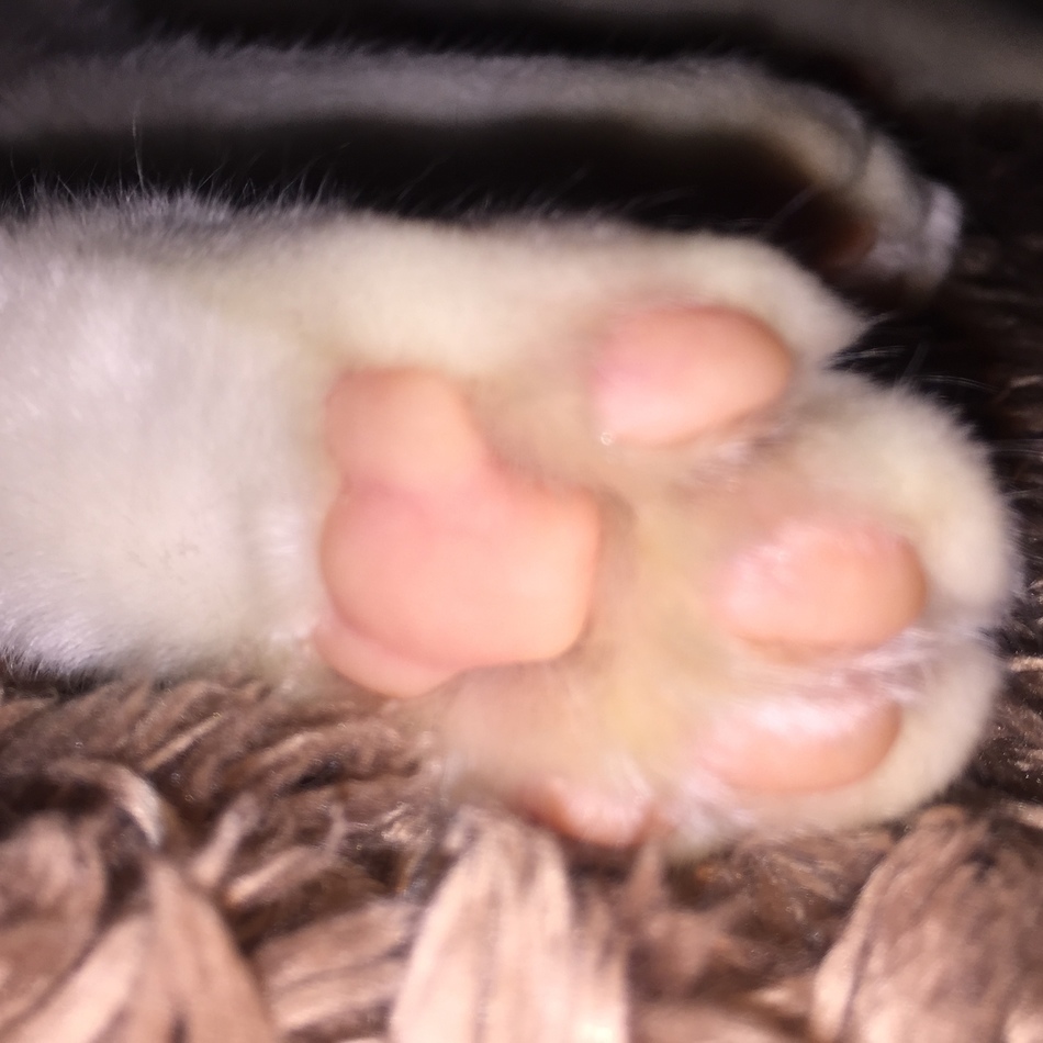 イツコのカバー写真