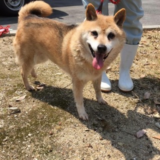愛想のいい可愛い子です。まるみちゃん。