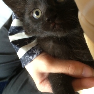 黒猫ちゃん♡里親募集☆