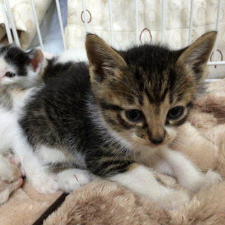 可愛い仔猫4匹
