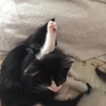mocoちゃん体操